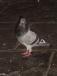 10pigeon.jpg